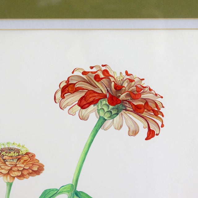 Mid 20th Century Hand-Painted Plant Specimen Watercolor Queen Red Lime Zinnia (With Frame) For Sale - Image 5 of 9