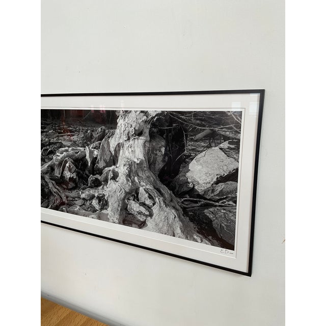 Original Large Print Photograph by Durham, Nc Artist Elliot Blumberg For Sale - Image 9 of 11