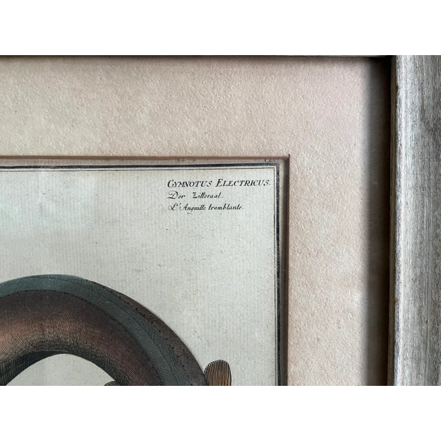 Antique early 19th century fish art print of an electric eel by Kruger Jun. Del circa 1800. Copper engraving with hand...