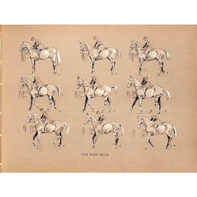 Paper "The Horse in Action" 1954 Wynmalen, Henry For Sale - Image 7 of 9