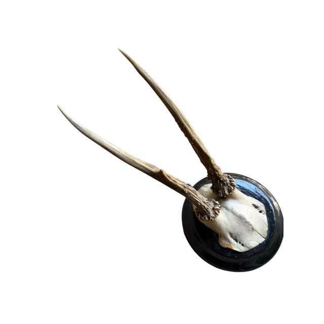 Roe Deer Trophy 201 Black Forest Antlers Mount For Sale - Image 4 of 5