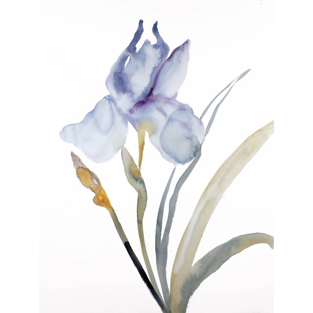 "Iris No. 178" Contemporary Original Botanical Watercolor Painting by Elizabeth Becker For Sale