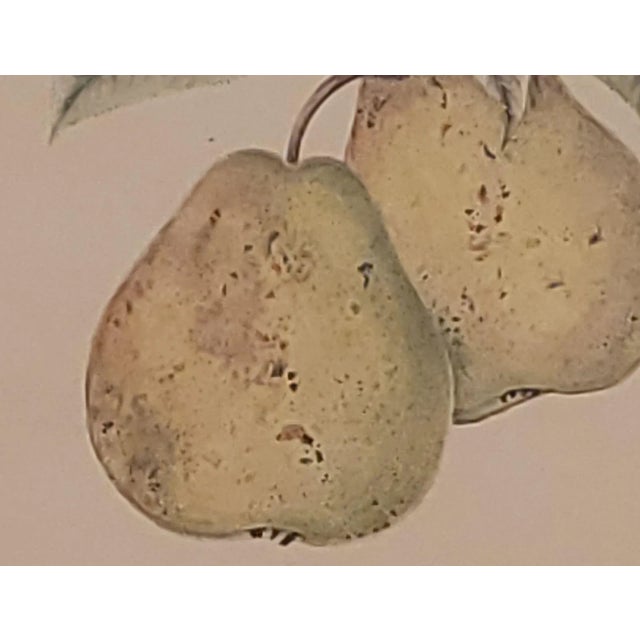 Traditional 19th Century Hand Colored French Engraving of Pears For Sale - Image 3 of 5