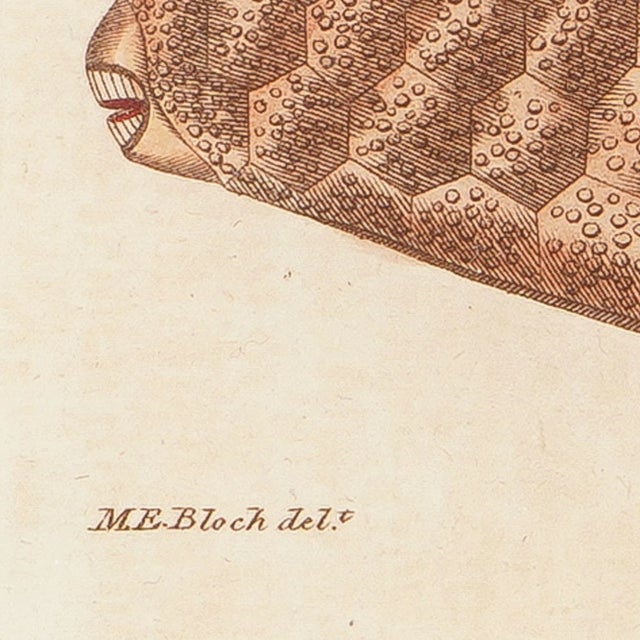 The Triangular Trunk Fish by Sir Charles Linnaeus & Ebenezer Sibley, 1806 For Sale - Image 4 of 8