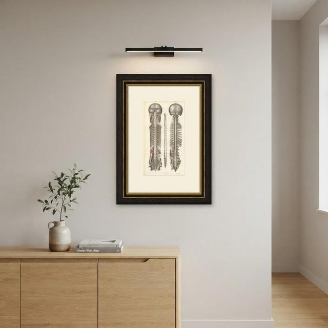 Brain and Spinal Cord in Situ from Hirschfeld, 1866 For Sale - Image 6 of 8