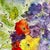 Original framed Watercolor Ink and Wash Painting of “Iceland Poppies and Sweet Peas” growing on my flower farm. Daniel...