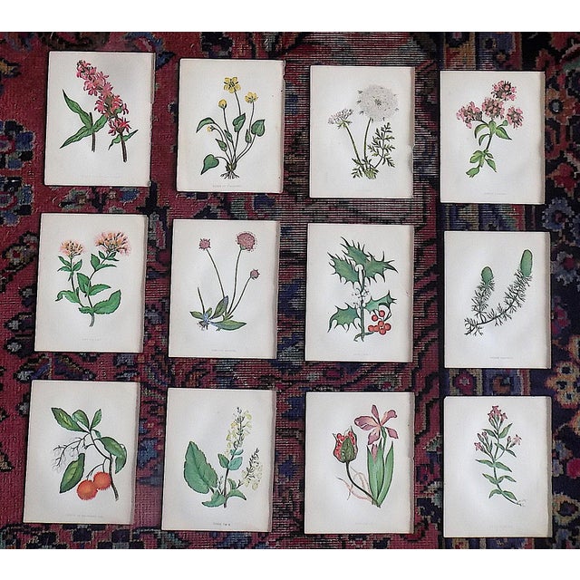 Green Antique 19th Century Anne Pratt Botanical Chromolithographs - Set of 12` For Sale - Image 8 of 8