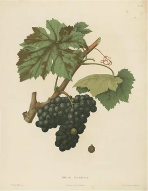 Brun Fourca Grape Variety, 1890, Paper
