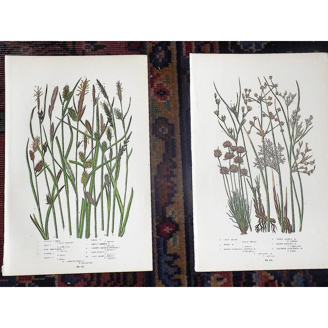 Printmaking Materials Antique 19th Century Botanical Lithographs - Set of 12 For Sale - Image 7 of 9