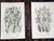 Printmaking Materials Antique 19th Century Botanical Lithographs - Set of 12 For Sale - Image 7 of 9