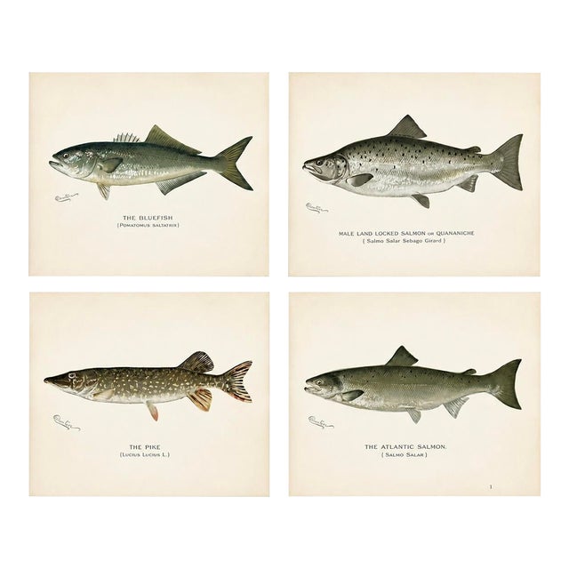Bluefish, Atlantic Salmon, Pike & Landlocked Salmon - By Denton Circa 1903, S/4 For Sale