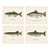 Bluefish, Atlantic Salmon, Pike & Landlocked Salmon - By Denton Circa 1903, S/4 For Sale