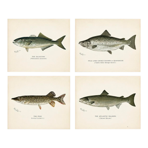 Bluefish, Atlantic Salmon, Pike & Landlocked Salmon - By Denton Circa 1903, S/4