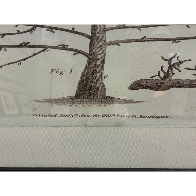 Natural Curiosities “White Beurré Pear-Tree” William Forsyth 1802 Botanical Print For Sale - Image 4 of 10