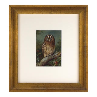 Vintage English Tawny Owl Print Archibald Thorburn 1926 For Sale