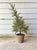 Pottery Barn Faux Cedar Cypress Evergreen Potted Plant Tree, 21” Good condition. Everything is intact, with no missing...