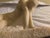 1060's "The Awakening " Vincent Glinsky Stone Composite Sculpture For Sale In South Bend - Image 6 of 12