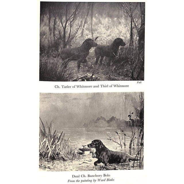 White "The Popular Retriever" 1961 Lorna, Countess Howe For Sale - Image 8 of 12