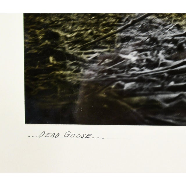 Mid 20th Century Richard Stacks Dead Goose C. 1960 Photography For Sale - Image 5 of 6