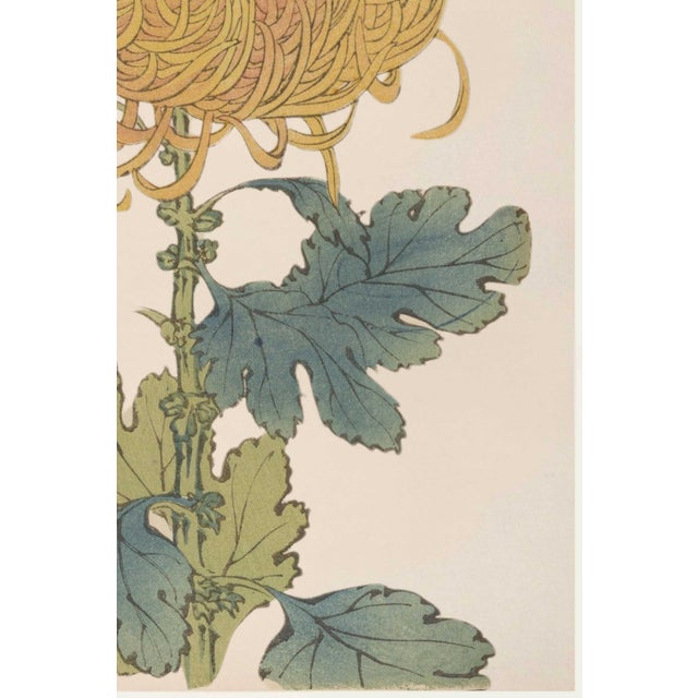 Not Yet Made - Made To Order Gold Mum by Hasegawa, Vintage Japanese Botanical Art Print, 16" X 24" For Sale - Image 5 of 9