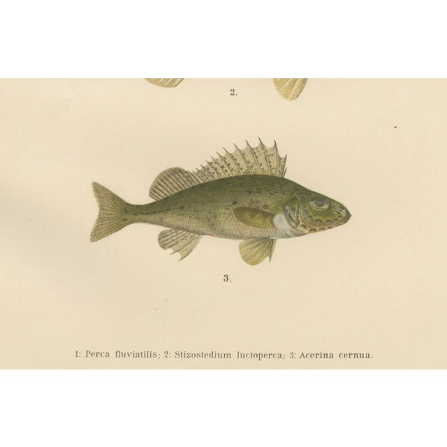 Wilhelm von Wright, Perch, Pike-Perch, and Ruffe, 1895, Lithograph on Paper For Sale - Image 4 of 5