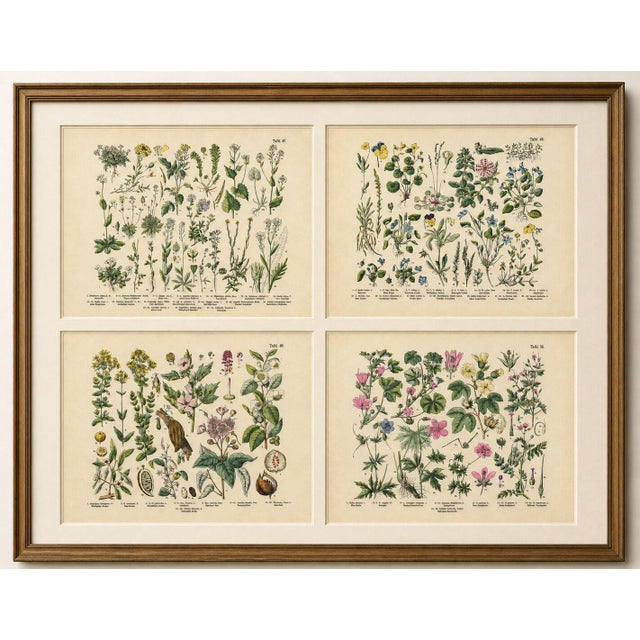 Paper M. Fünfstück, German Wildflower Botanical Plates, 1890s, Chromolithographs, Set of 4 For Sale - Image 7 of 9