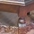 Wood Octagonal Indian Center Table, 1890s For Sale - Image 7 of 13
