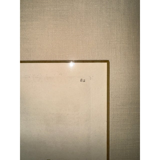 Late 18th Century Mark Catesby (English, 1679–1749), Hand Colored Copper Plate Engraving Titled “Bignonia Americana” For Sale - Image 5 of 9