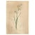 Gladiolus Carnelus Hand Painted Colored Engraving Signed p.j. Redoute For Sale - Image 13 of 13