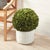 Farmhouse Boxwood Ball 16" For Sale - Image 3 of 6
