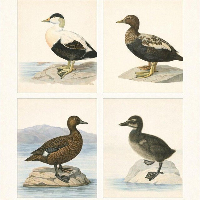 Antique Eider Duck Lithographs, Somateria Mollissima, Sweden, 1929, Set of 4 For Sale - Image 10 of 10