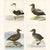 Antique Eider Duck Lithographs, Somateria Mollissima, Sweden, 1929, Set of 4 For Sale - Image 10 of 10