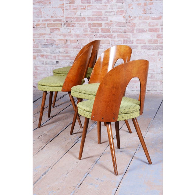 Mid-Century Chairs in Walnut attributed to Antonín Šuman, Czech, 1950s, Set of 4 For Sale - Image 6 of 12