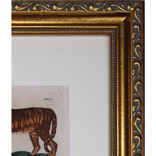 19th Century Antique Hand Colored Engraving of Large Wild Cats- Tiger, Panther, Cougar For Sale - Image 4 of 4