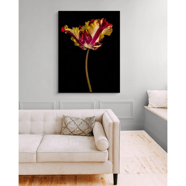 Contemporary Tulipa IV by Dale Grant – Limited Edition Fine Art Print | Yellow Tulip, Signed & Unframed For Sale - Image 3 of 5