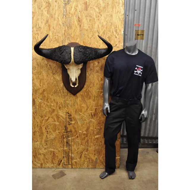 Vintage African Cape Buffalo Skull European Mount on Wooden Plaque Taxidermy. Circa Late 20th Century. Measurements...