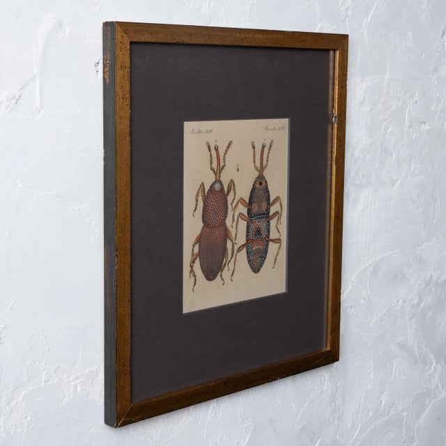 Traditional Bertuch Insects Wheat Weevil C. 1790s For Sale - Image 3 of 6