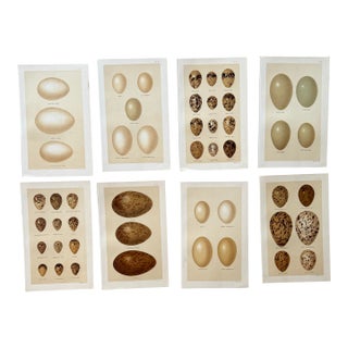 Set of 8 English Late 19th Chromolithographs of Bird Eggs For Sale