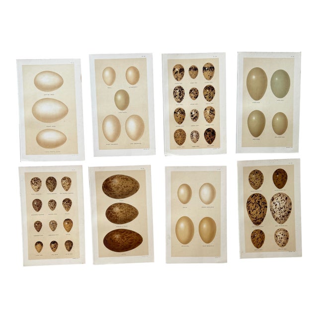Set of 8 English Late 19th Chromolithographs of Bird Eggs For Sale