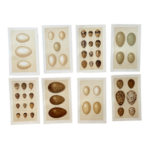 Set of 8 English Late 19th Chromolithographs of Bird Eggs