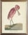 Roseate Spoonbill With Bent Neck in Distressed Metallic Frame 25x31 For Sale