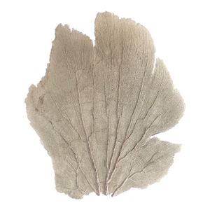 Natural Caribbean Sea Fan 21 X 25