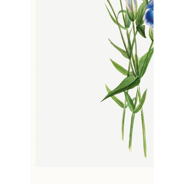 Fringed Gentian, Vintage Botanical Art Print Reproduction by Mary Vaux Walcott, 40" X 60" For Sale - Image 10 of 11