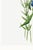 Fringed Gentian, Vintage Botanical Art Print Reproduction by Mary Vaux Walcott, 40" X 60" For Sale - Image 10 of 11