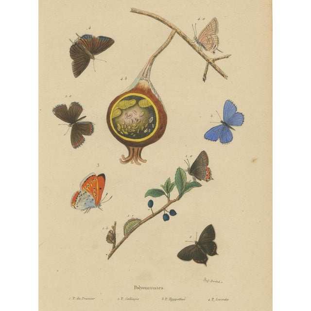 Aug. Duméril, Polyommatus Butterflies and Caterpillars, 1830, Engraving For Sale - Image 3 of 8
