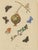 Aug. Duméril, Polyommatus Butterflies and Caterpillars, 1830, Engraving For Sale - Image 3 of 8