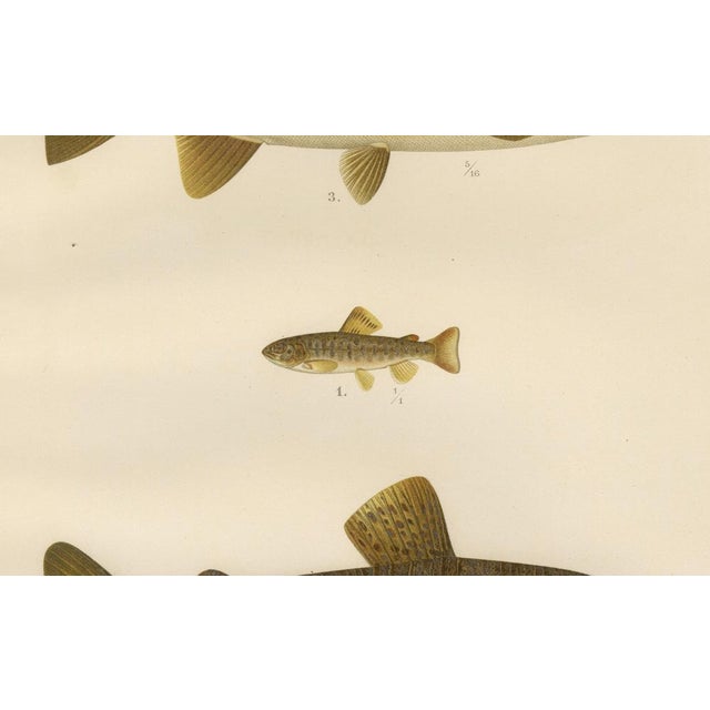 Brown Trout Diversity in Scandinavian Waters, 1895, Paper For Sale - Image 6 of 10