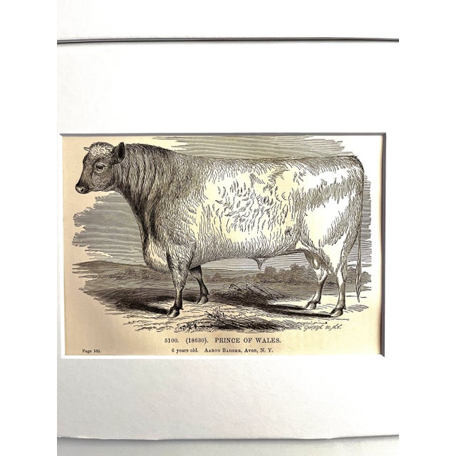 19th C. Bull and Cow Prints Set/2 For Sale - Image 4 of 4