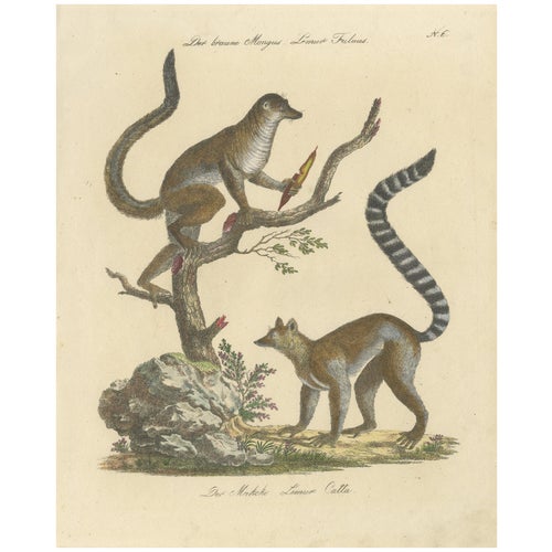 Karl Joseph Brodtmannm, Ring-Tailed Lemur, 1816, Lithograph For Sale