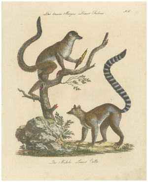 Karl Joseph Brodtmannm, Ring-Tailed Lemur, 1816, Lithograph